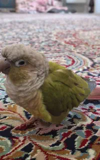 طوطی گرینچیک گمشده