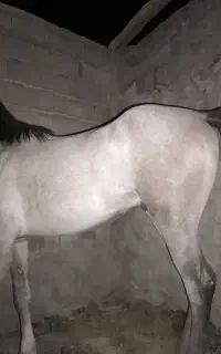 اسب نریان 19ماهه