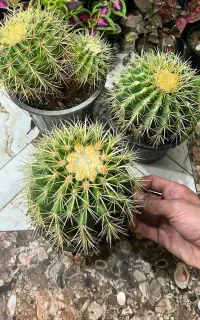 گل اچینو