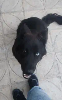 سگ ژرمن بلک شولاین ماده
