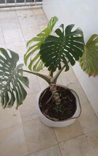 فروش گل با گلدان