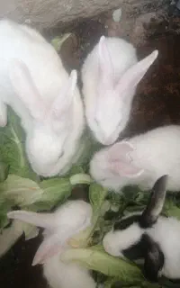 بچه خرگوش