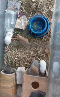 همستر بالغ