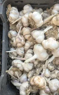 سیر محلی درشت کیلویی۲۰۰
