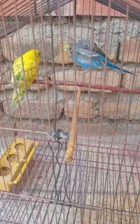 مرغ عشق نر وعه ماده