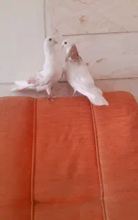 ۲ جفت کبوتر آس