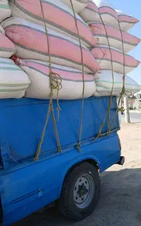 کاه گونی ۱۶