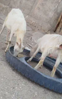 بز سانن