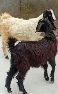 دوتا بزغاله نر ماده