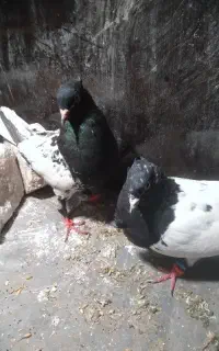 کله و کله دم نرو ماده