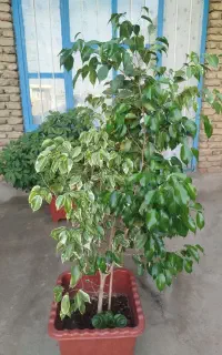 تعداد 3