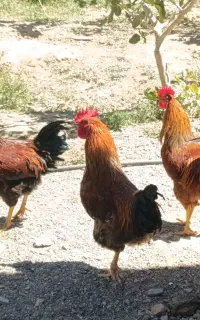 خروس محلی