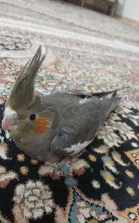 جوجه عروس هلندی