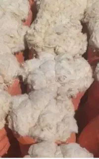 پشم فروشی احمد محمدفام