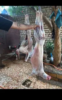 قصاب سیار درمحل شما