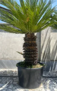 سیکاس