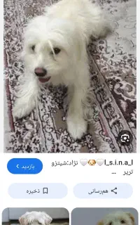 یک عدد سگ شیتزوتریر