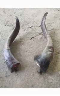 شاخ گوسفند 6جفت