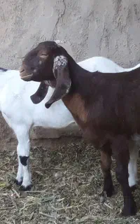 کهره چاق وچلبک