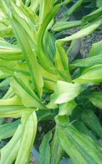گل زیبای دراسنا طلایی