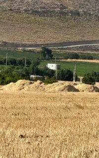 کاه گندم