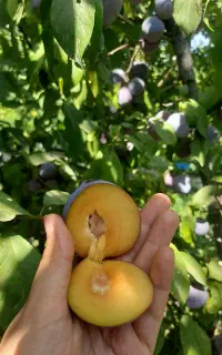 آلو کالیفرنیا