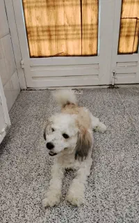 سگ گمشده‌