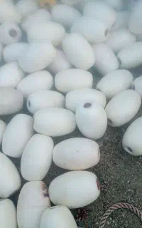 بوج یا کیبال