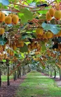 استخدام نگهبان شب برای باغ مازندران