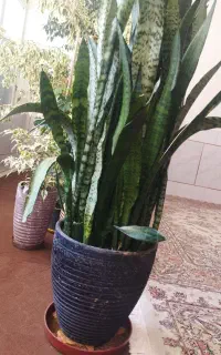 گل ها فروشی