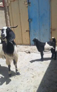 بز کهره دار 4تا با 4تا کهره