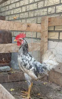 فروش خروس پنج ماهه گلین