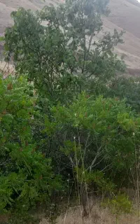 باغ فروشی