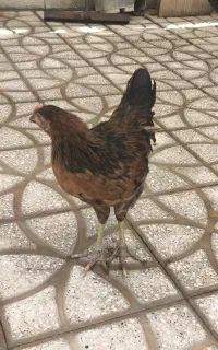 ۲ عدد مرغ