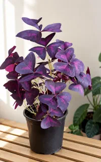 گل طبیعی اگزالیس