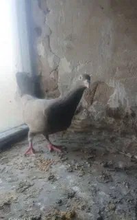 کفتر نامبر درجه یک