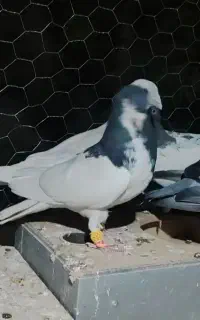 سینه ابلق دم سفید گلی پلاکی جانسون طوقی