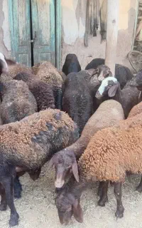 22عدد بر ماده غزل افشاری