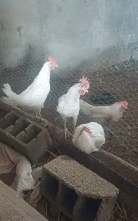 خروس