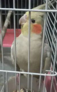 عروس هلندی ماده