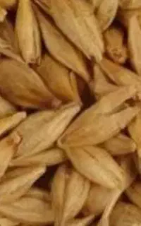 خرید جو