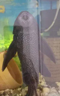 لجن خوار