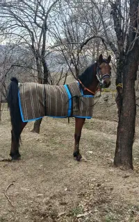 نریون جوان