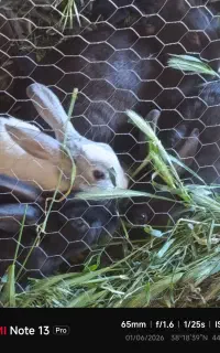 فروش 8عدد خرگوش نر ماده باهم