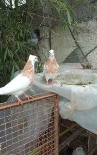 کبوتر طوقی زرد گمشده