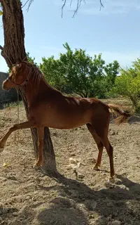 اسب مادیان عرب کرد