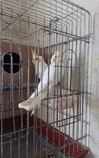 عروس هلندی یک جفت