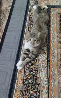 گربه حمایتی ( رایگان)