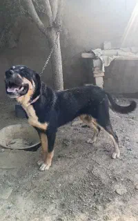 سگ ۶ماهه ماده کن کورسو خیلی باهوش باب نگهبانی