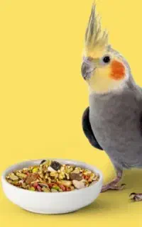 یک عروس هلندی گم شده